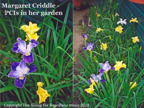 Margaret Criddle  - PCIs in her garden